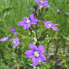 Legousia speculum-veneris