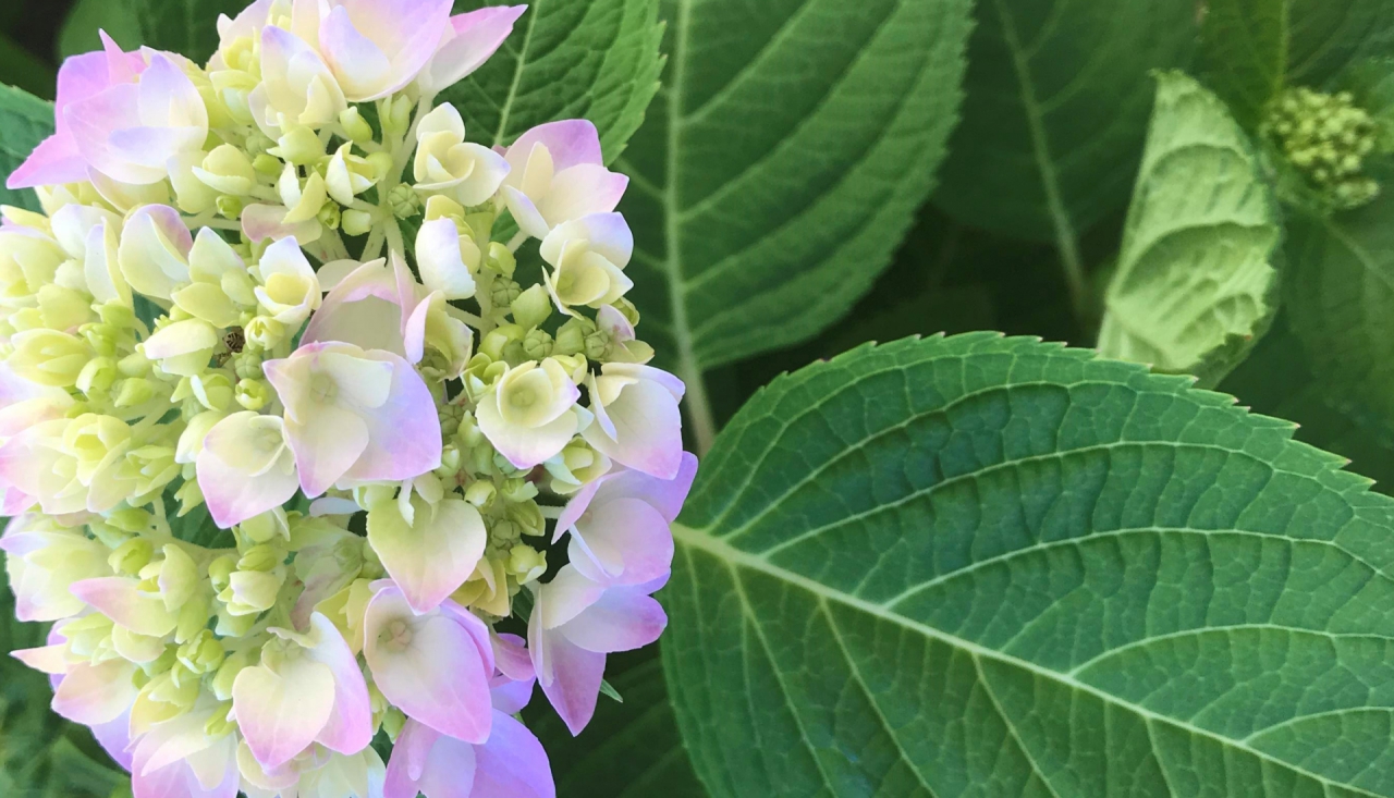 Hydrangea Macrophylla