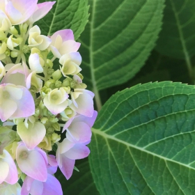 Hydrangea Macrophylla