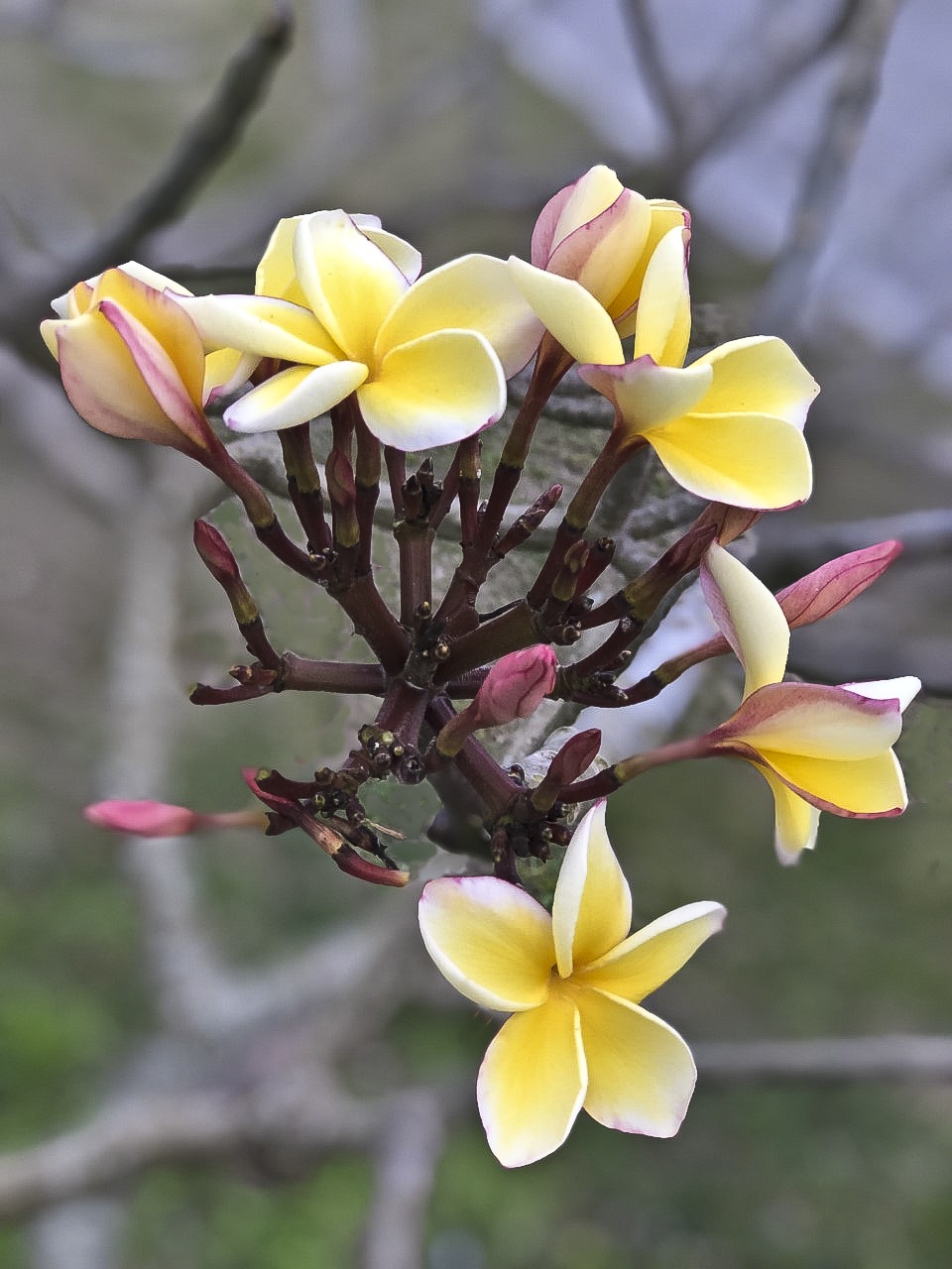 Plumeria