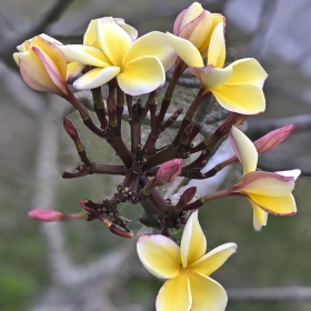 Plumeria