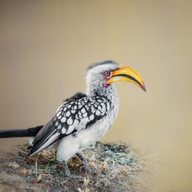 Hornbill - Птица Носорог