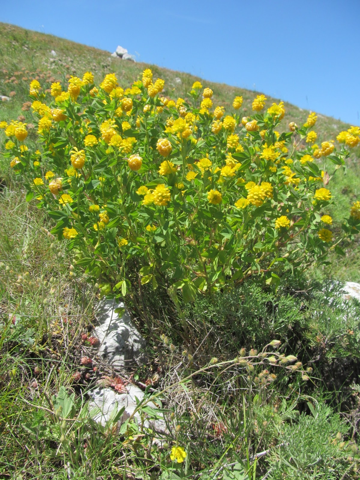 Trifolium aureum