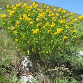 Trifolium aureum