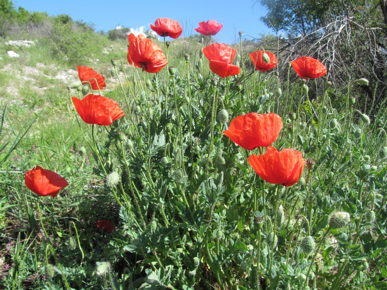 Papaver rhoeas