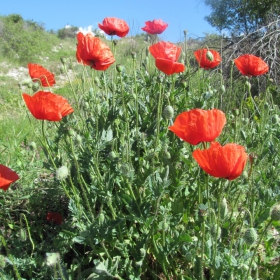 Papaver rhoeas