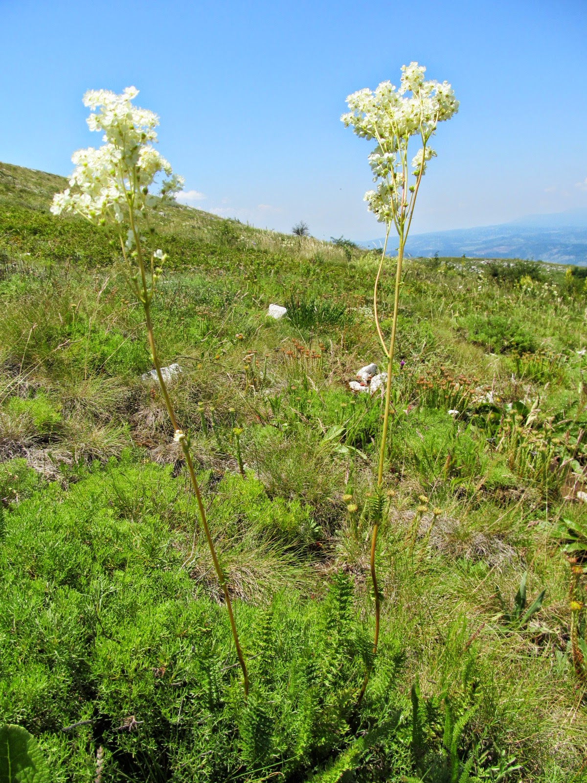 Filipendula vulgaris
