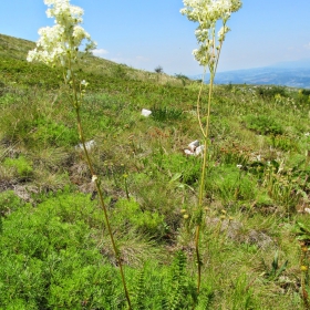 Filipendula vulgaris
