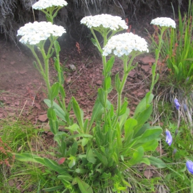 Achillea lingulata