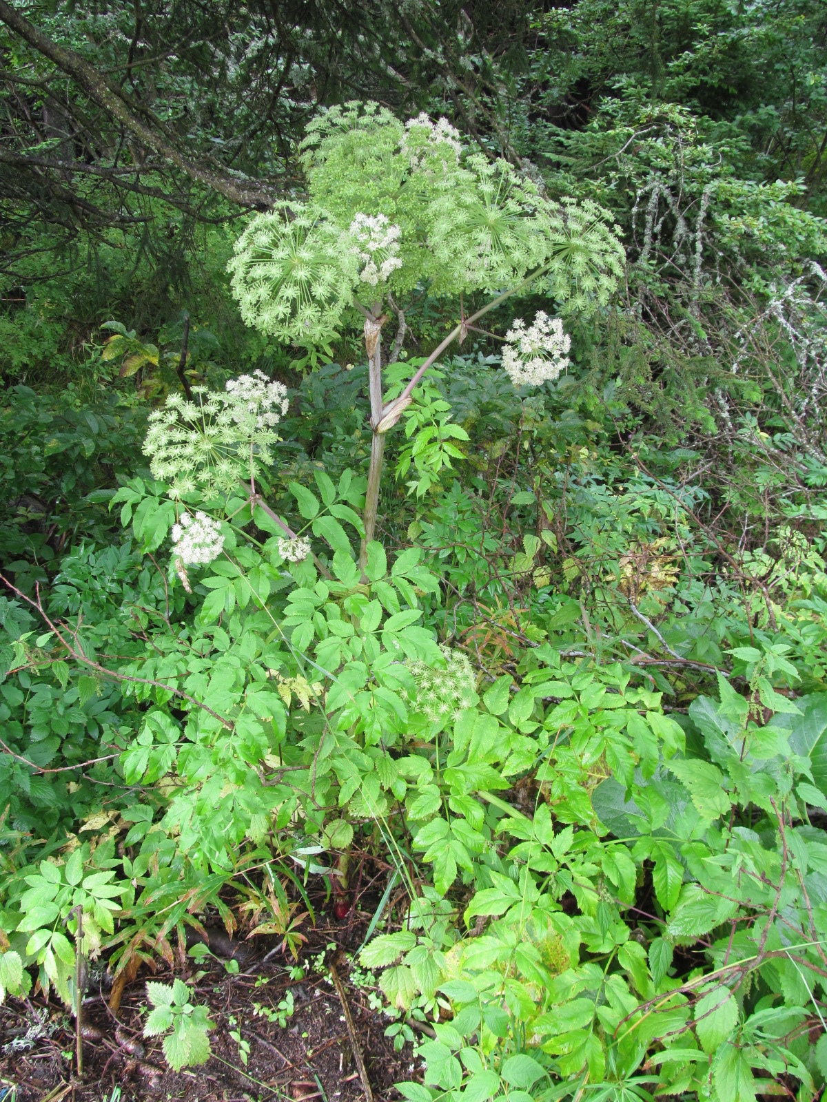 Angelica archangelica