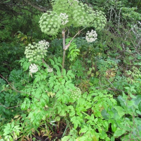 Angelica archangelica