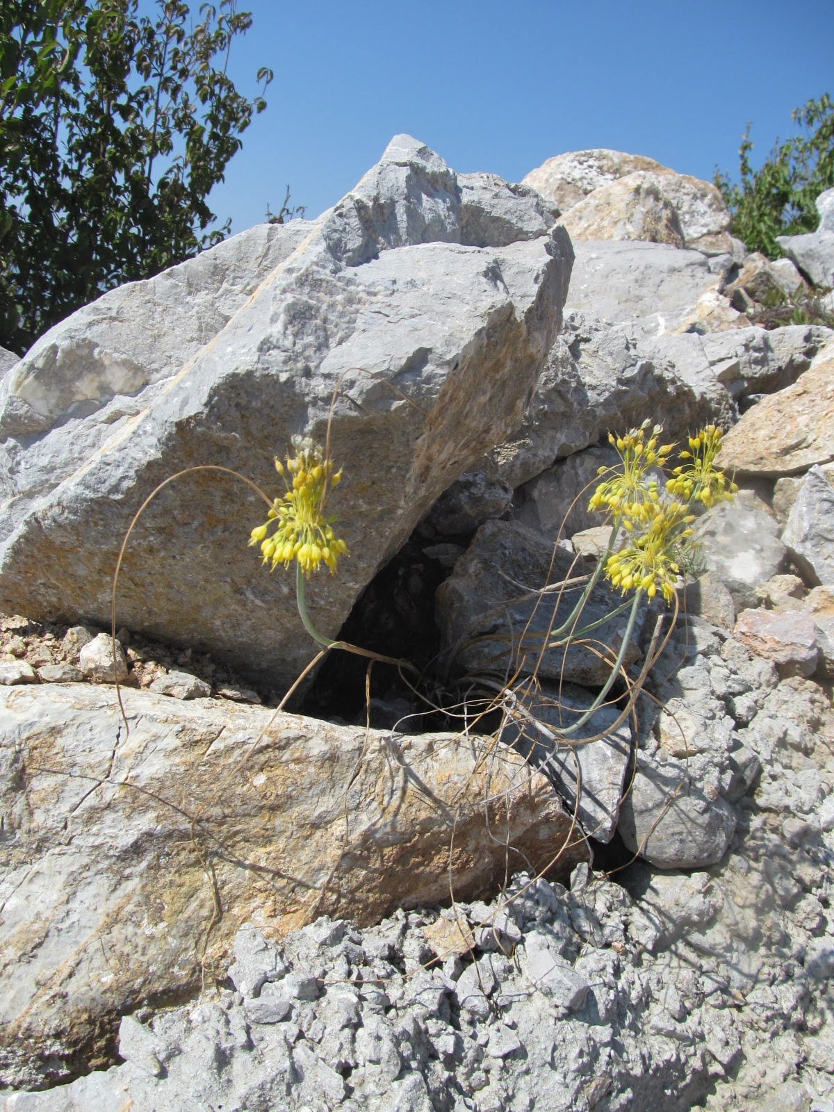 Allium flavum