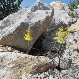 Allium flavum