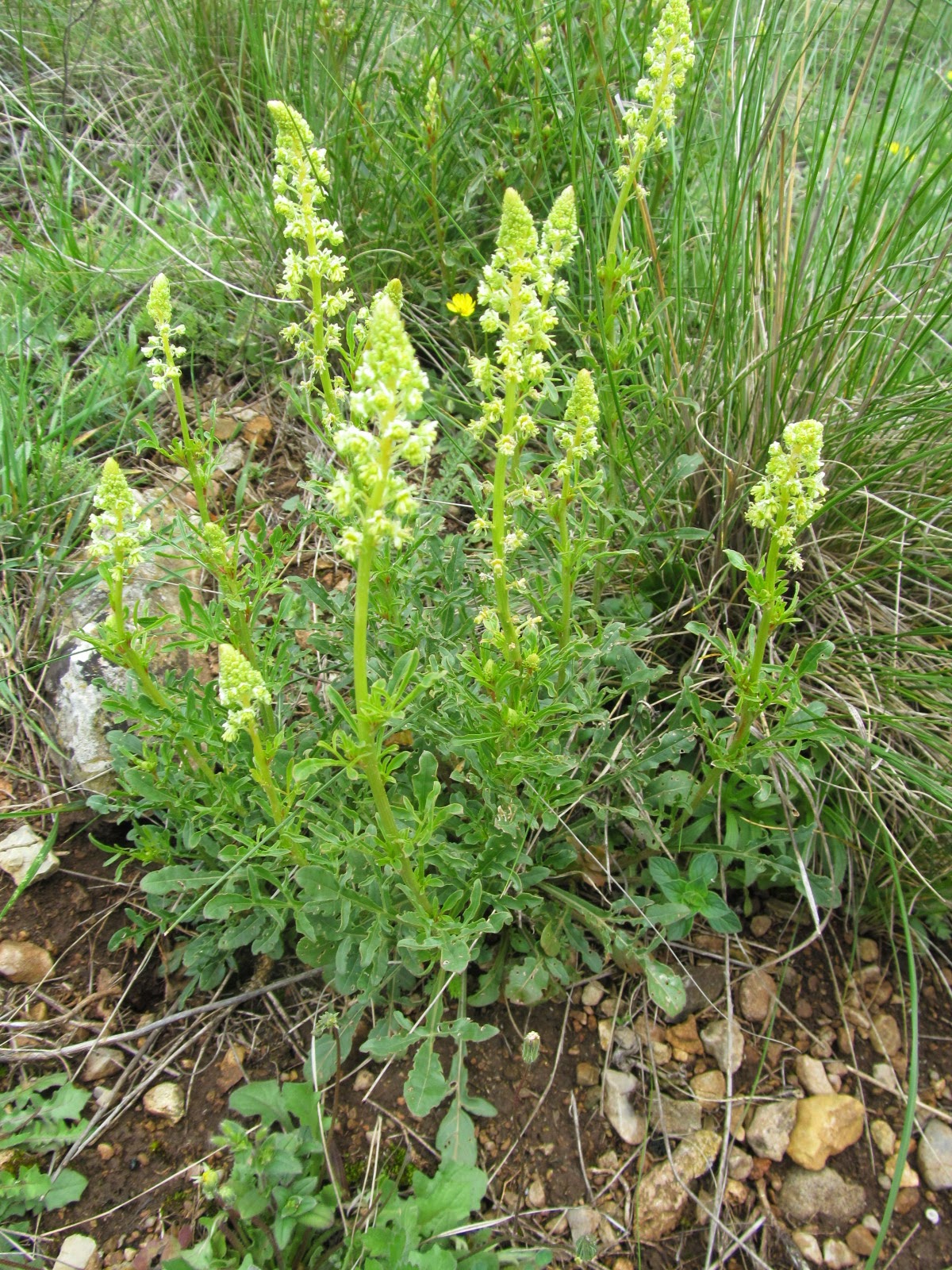 Reseda lutea