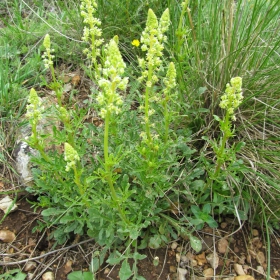 Reseda lutea