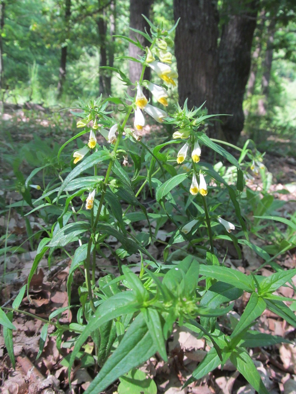 Melampyrum pratense