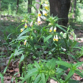 Melampyrum pratense