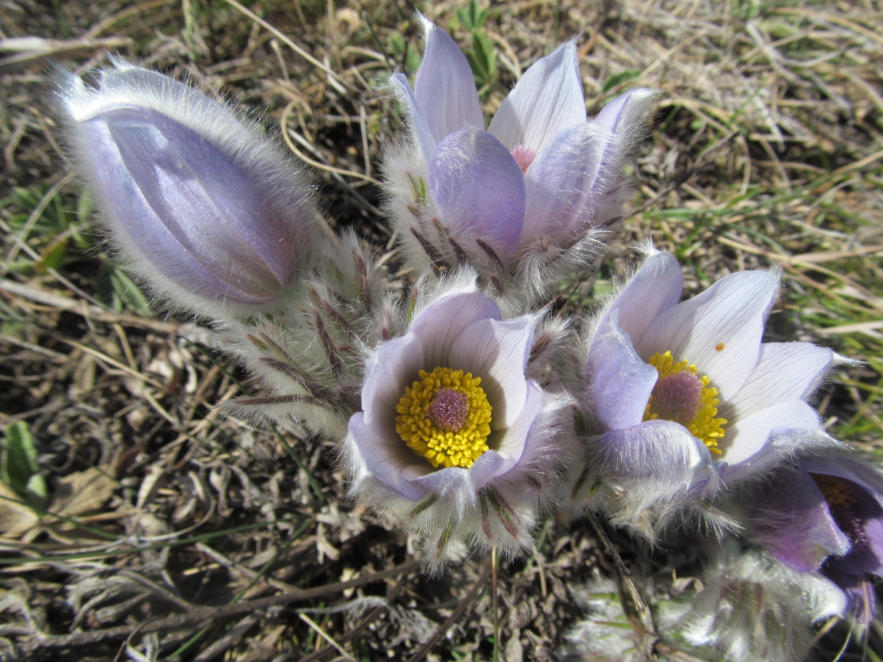 Pulsatilla montana