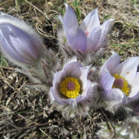 Pulsatilla montana