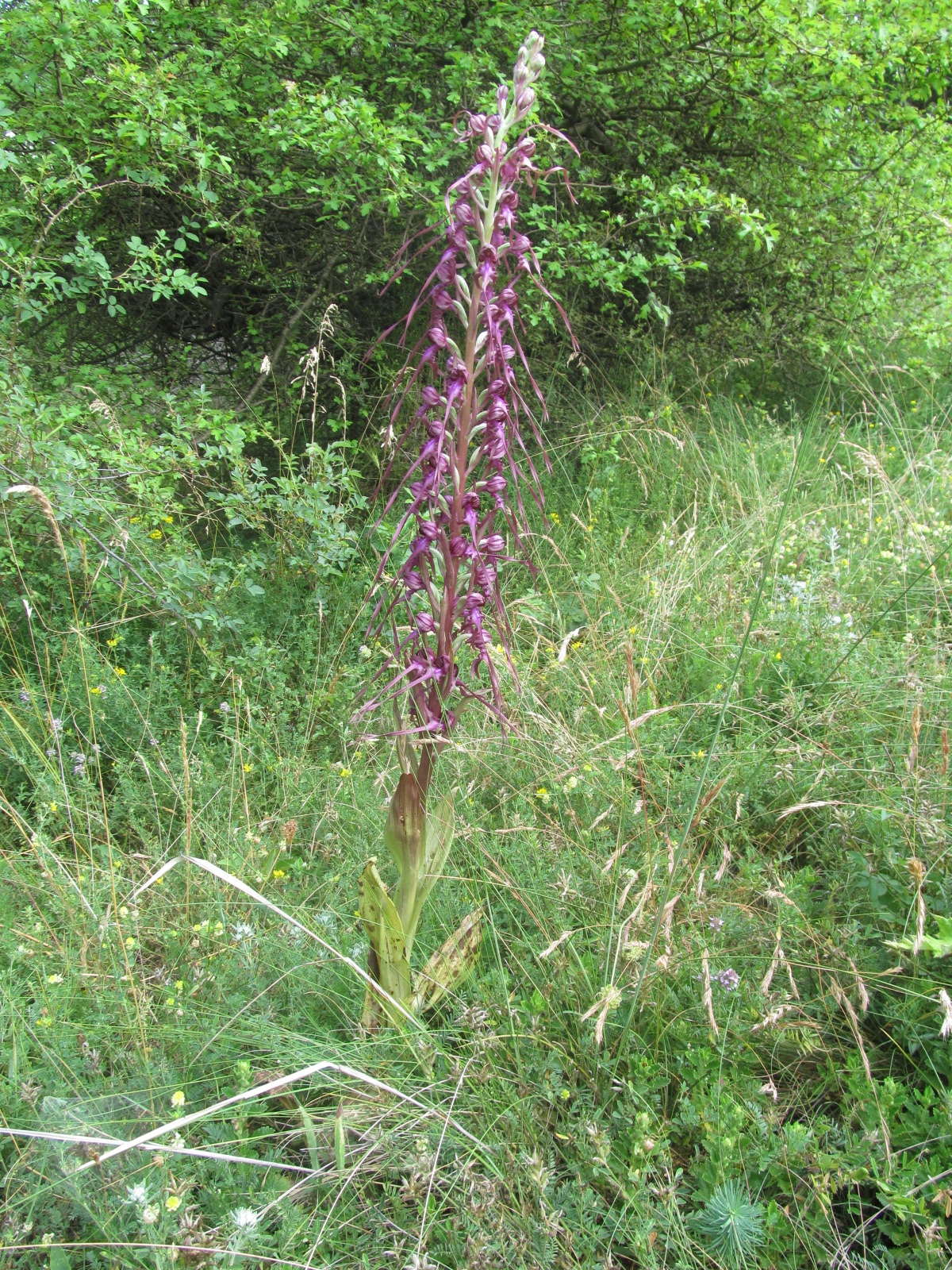 Himantoglossum caprinum