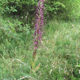 Himantoglossum caprinum