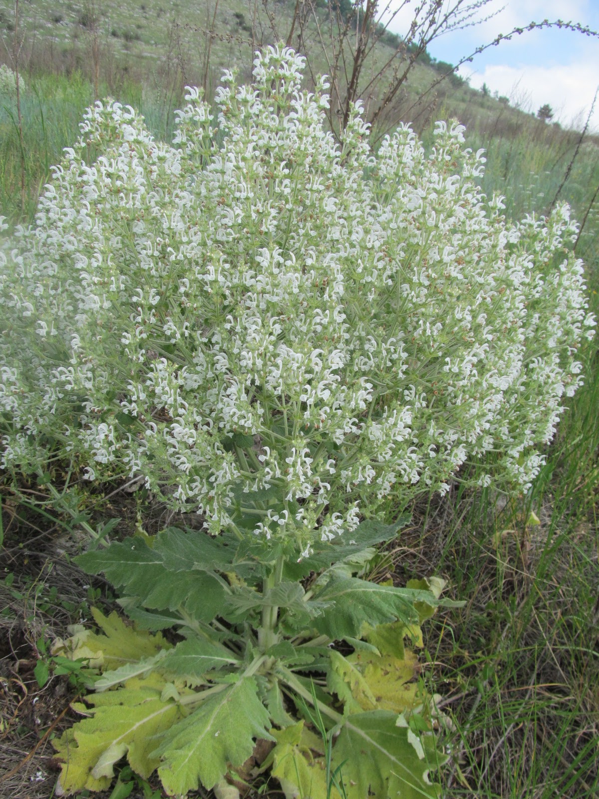 Salvia aethiopis