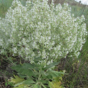 Salvia aethiopis