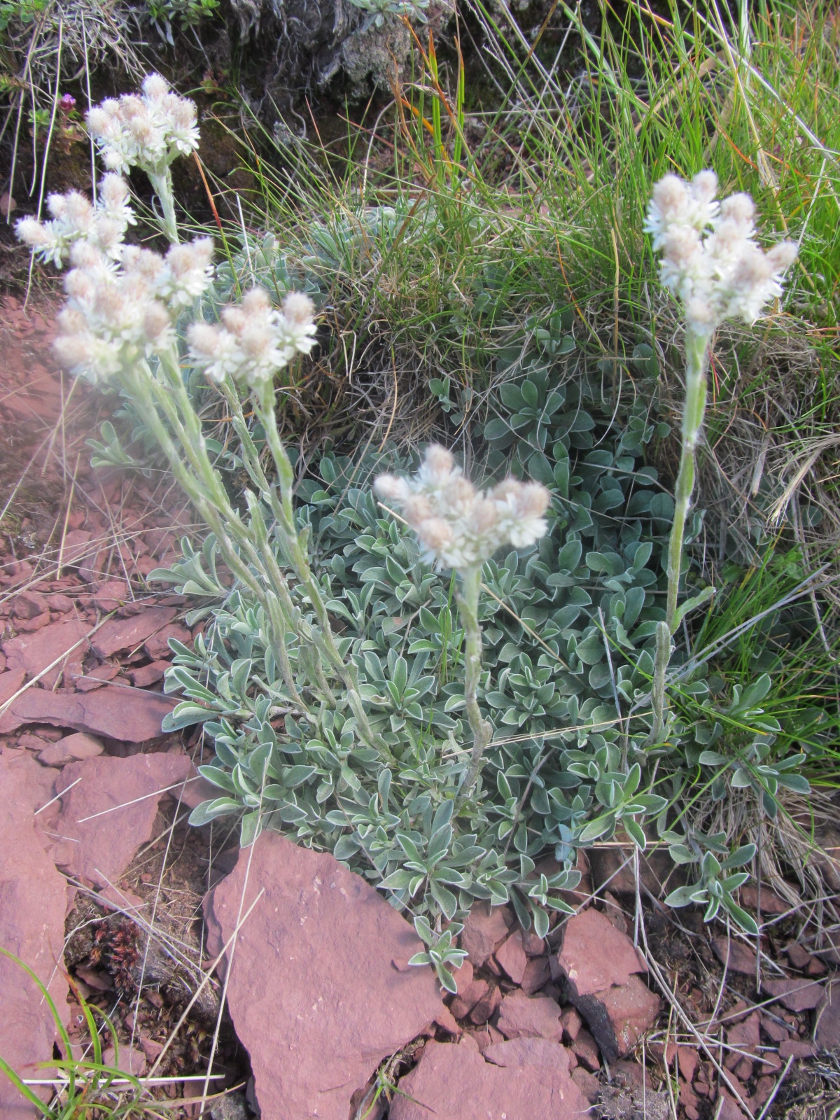 Antennaria dioica