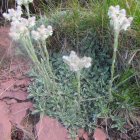 Antennaria dioica