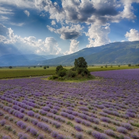 Розовата долина