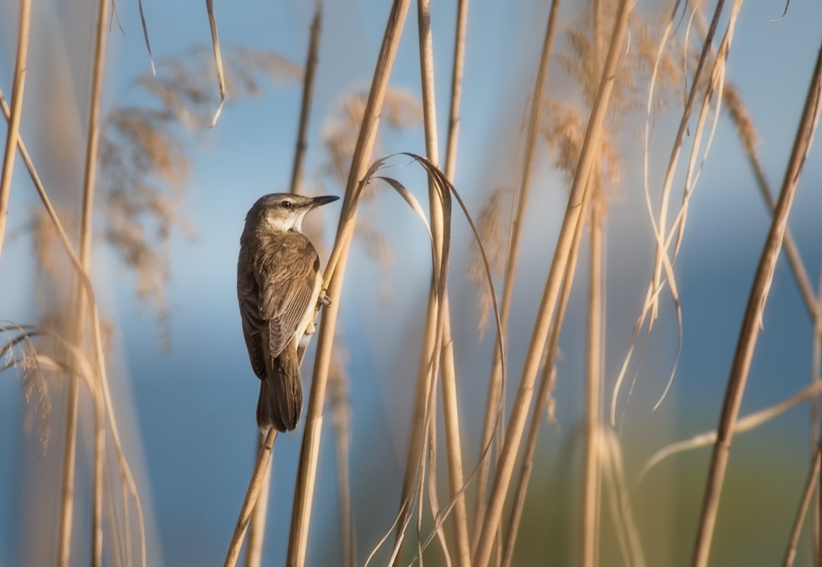 Тръстиково шаварче  Acrocephalus arundinaceus