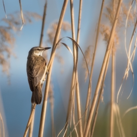 Тръстиково шаварче  Acrocephalus arundinaceus