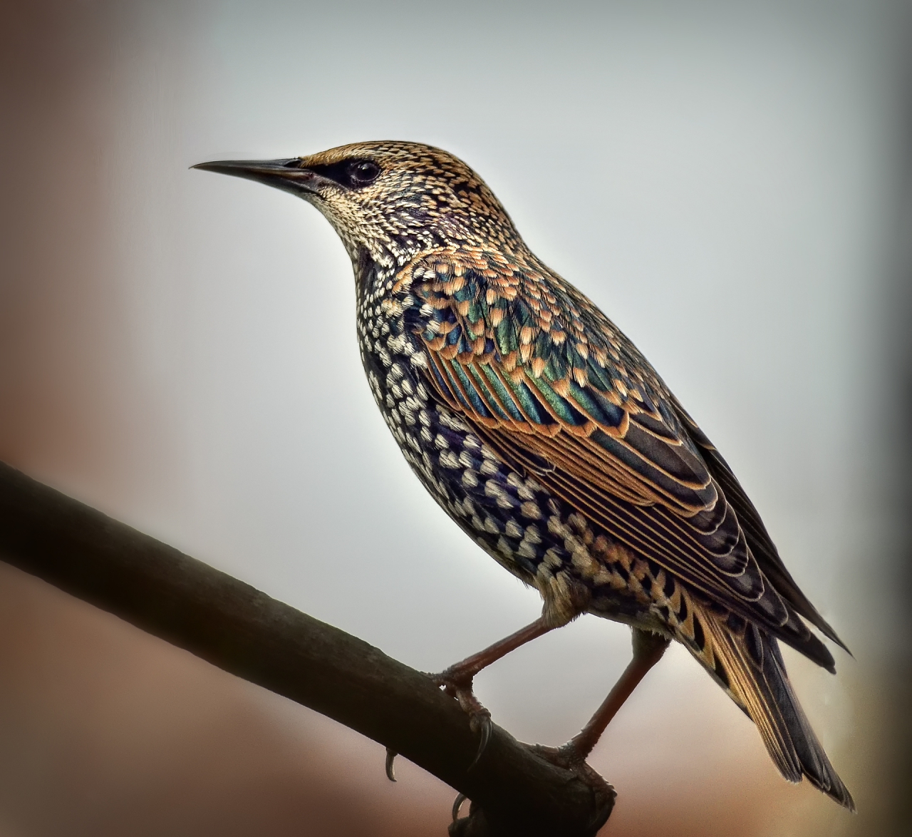 Обикновен скорец Sturnus vulgaris