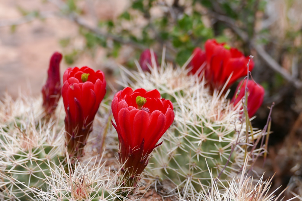 King cup cactus
