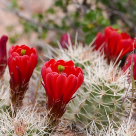 King cup cactus