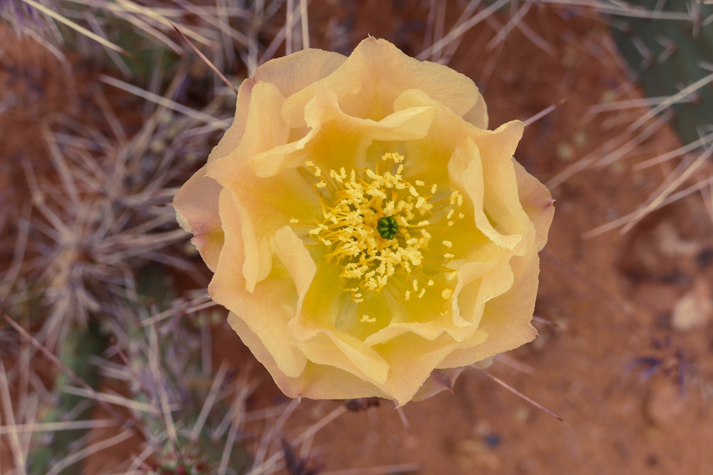 Prickly Pear Cactus