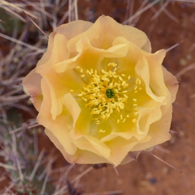 Prickly Pear Cactus