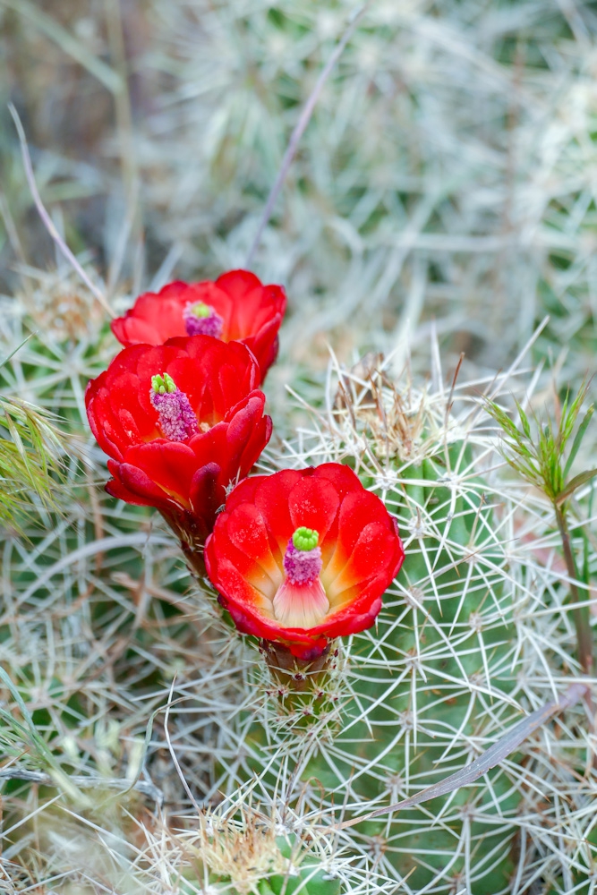 King cup cactus