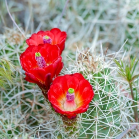 King cup cactus