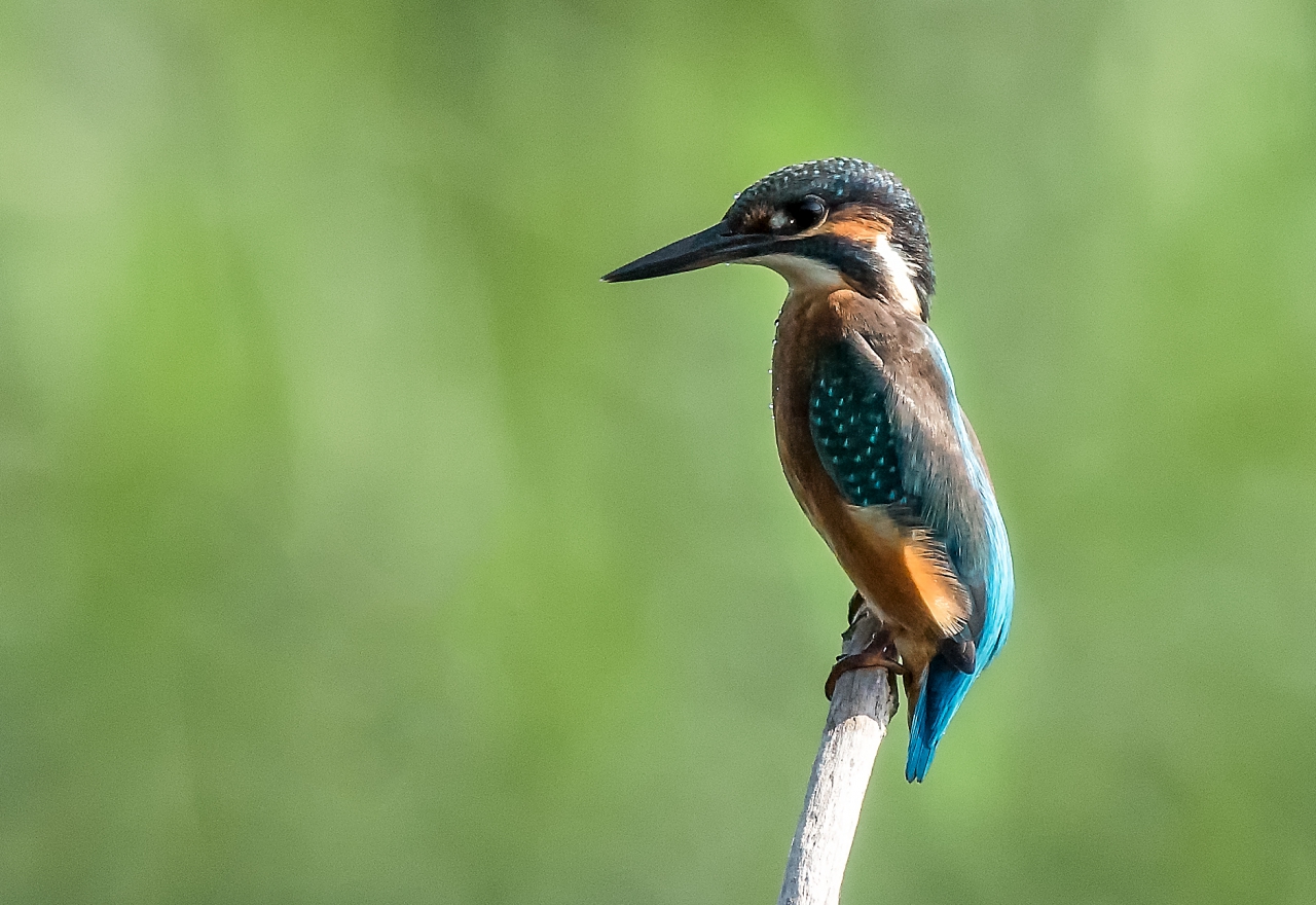 Земеродно рибарче  Alcedo atthis