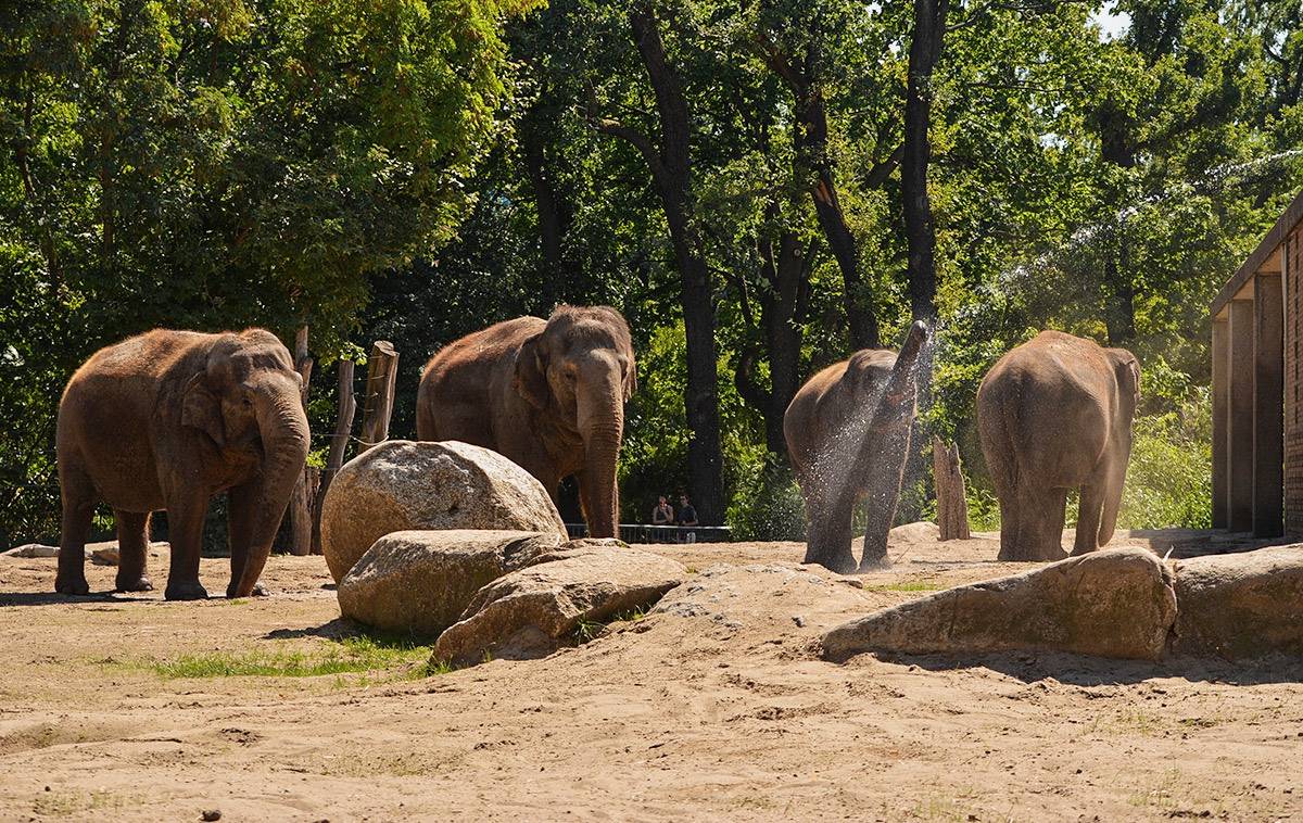 Разхлада.....Asian Elephant
