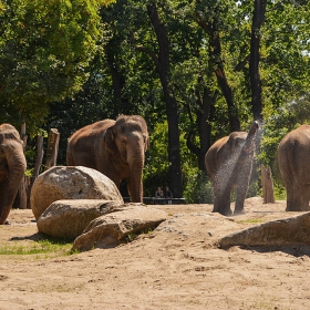 Разхлада.....Asian Elephant
