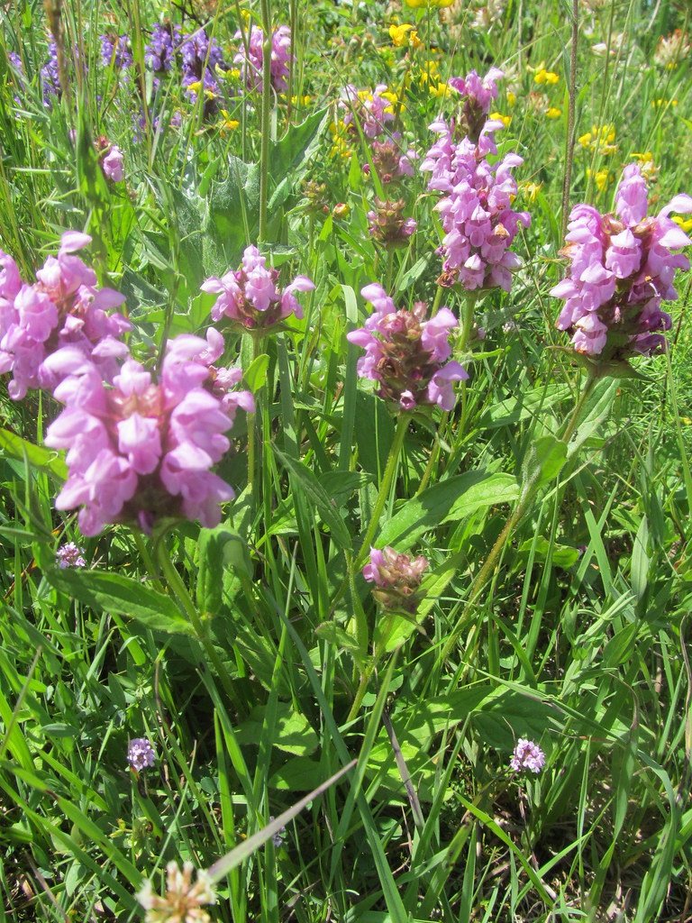 Prunella grandiflora