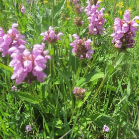 Prunella grandiflora