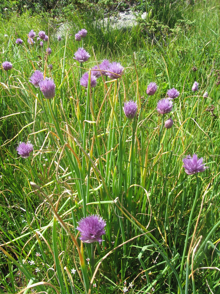 Allium schoenoprasum