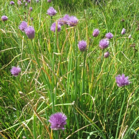 Allium schoenoprasum