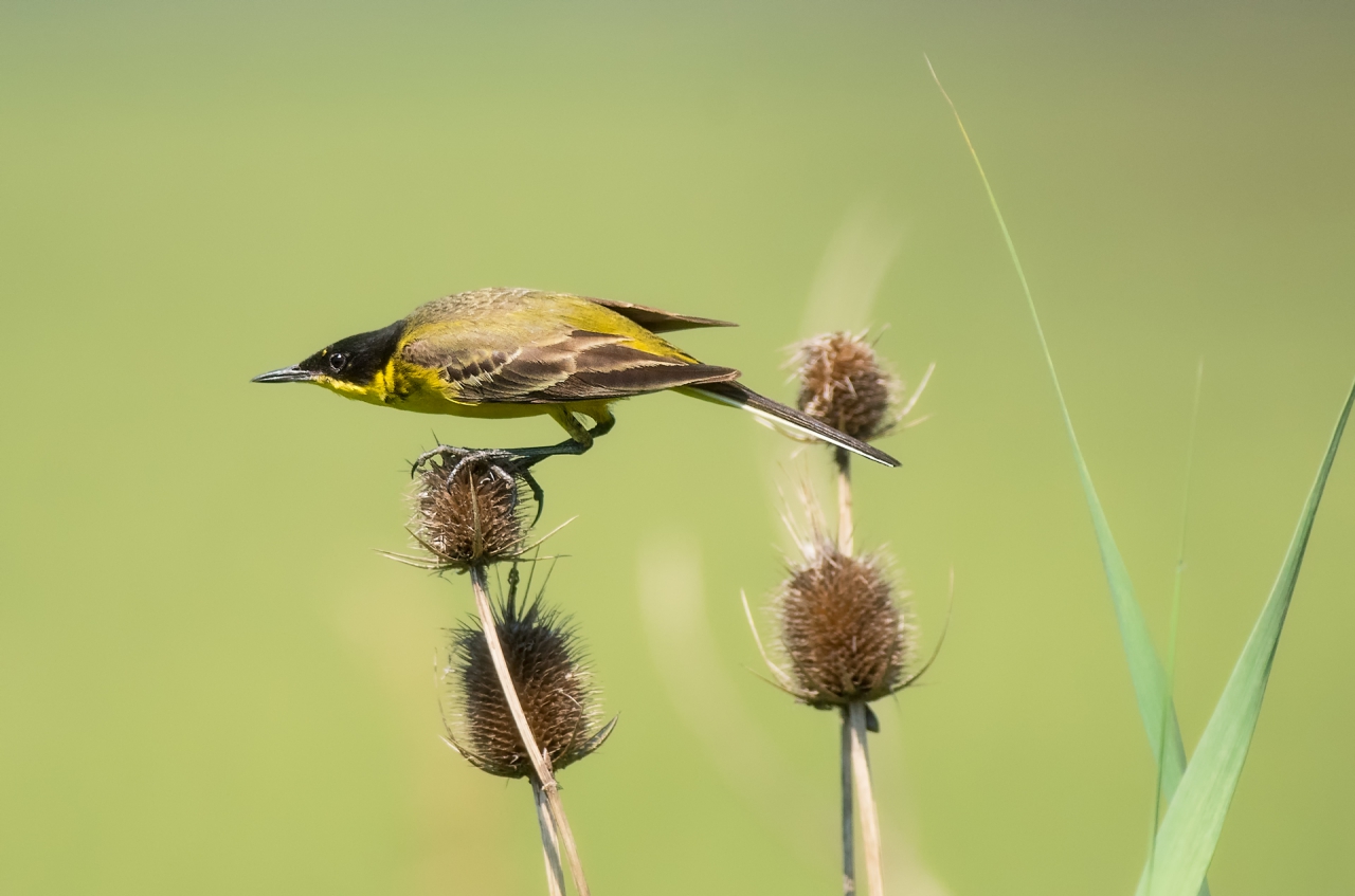 Жълта черноглава стърчиопашка Motacilla flava feldegg