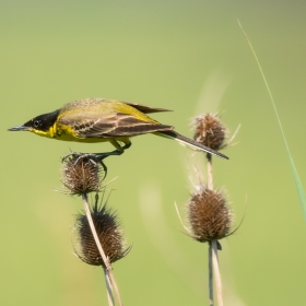 Жълта черноглава стърчиопашка Motacilla flava feldegg
