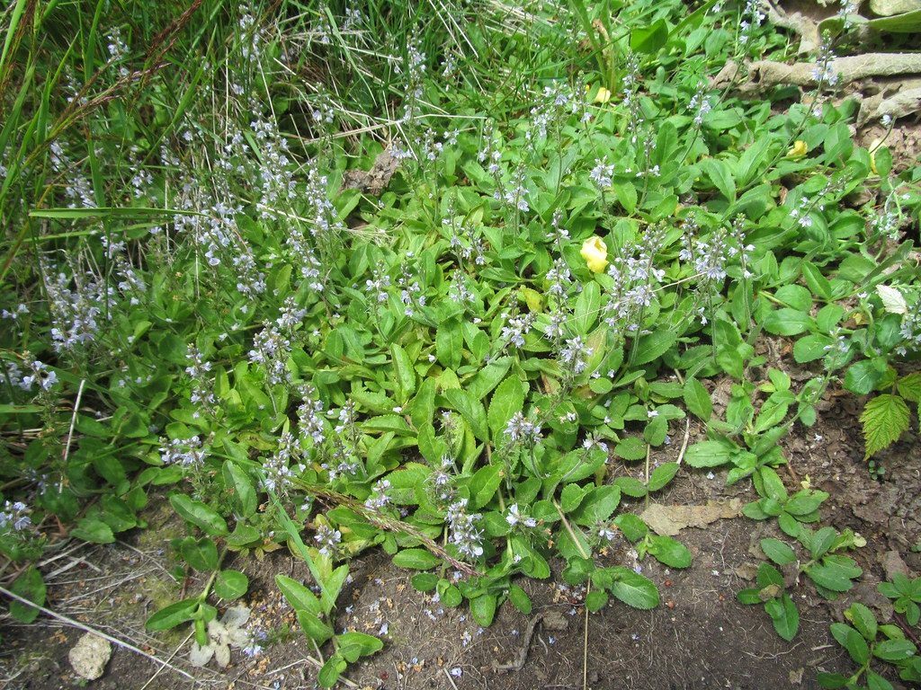 Veronica officinalis