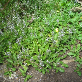 Veronica officinalis